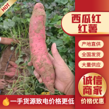 西瓜红红薯，条型均匀无沟无虫眼，甜糯无丝，