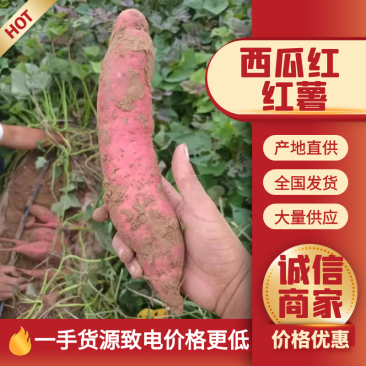西瓜红红薯,条型均匀无沟无虫眼,甜糯无丝,