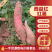 西瓜红红薯,条型均匀无沟无虫眼,甜糯无丝,