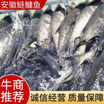 鲢鳙，产地发货，质量保证，安徽鲢鳙鱼，对接大型批发商