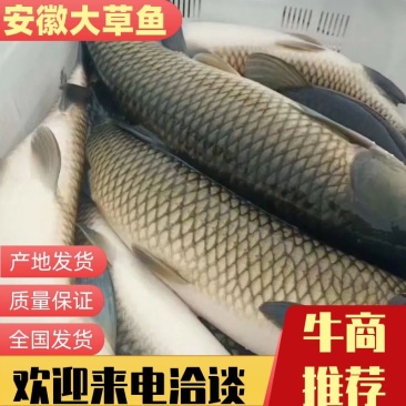 【草鱼】安徽大草鱼，成品鱼，大量供应，量大从优，欢迎联系