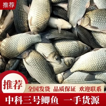 中科三号鲫鱼，产地发货，质量保证，对接大型采购商