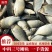 中科三号鲫鱼，产地发货，质量保证，对接大型采购商