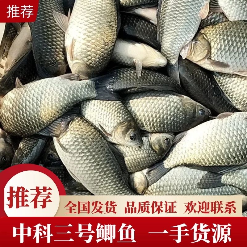 中科三号鲫鱼，产地发货，质量保证，对接大型采购商