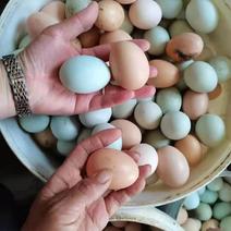 原生态散养土鸡蛋，农家养殖，保质保量，欢迎选购，，，，，