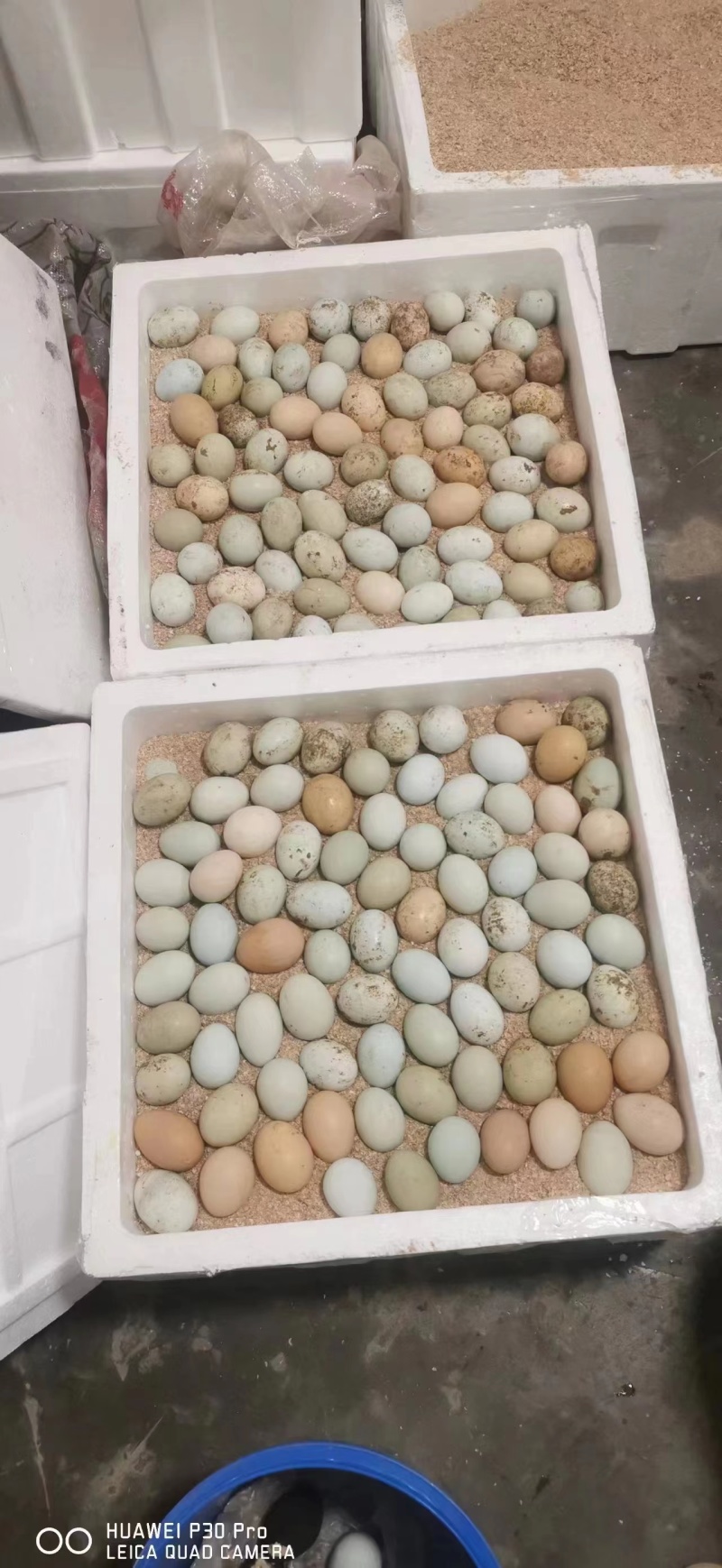 原生态散养土鸡蛋，农家养殖，保质保量，欢迎选购，，，，，