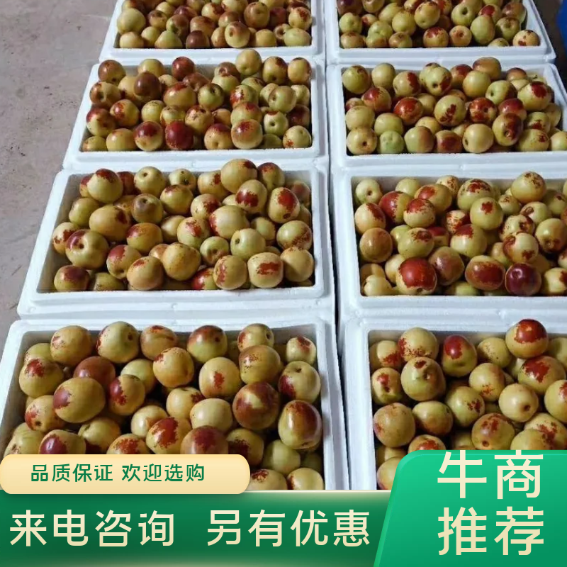 【精品】陕西大荔县冬枣大量有货，口感脆甜新鲜采摘欢迎选购
