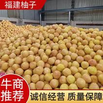 漳州平和红心柚子，皮薄肉厚大量供应品质可视频
