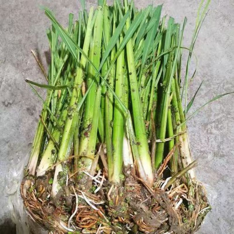 茭白苗，安徽茭白，双季茭白，产地直发品质优良