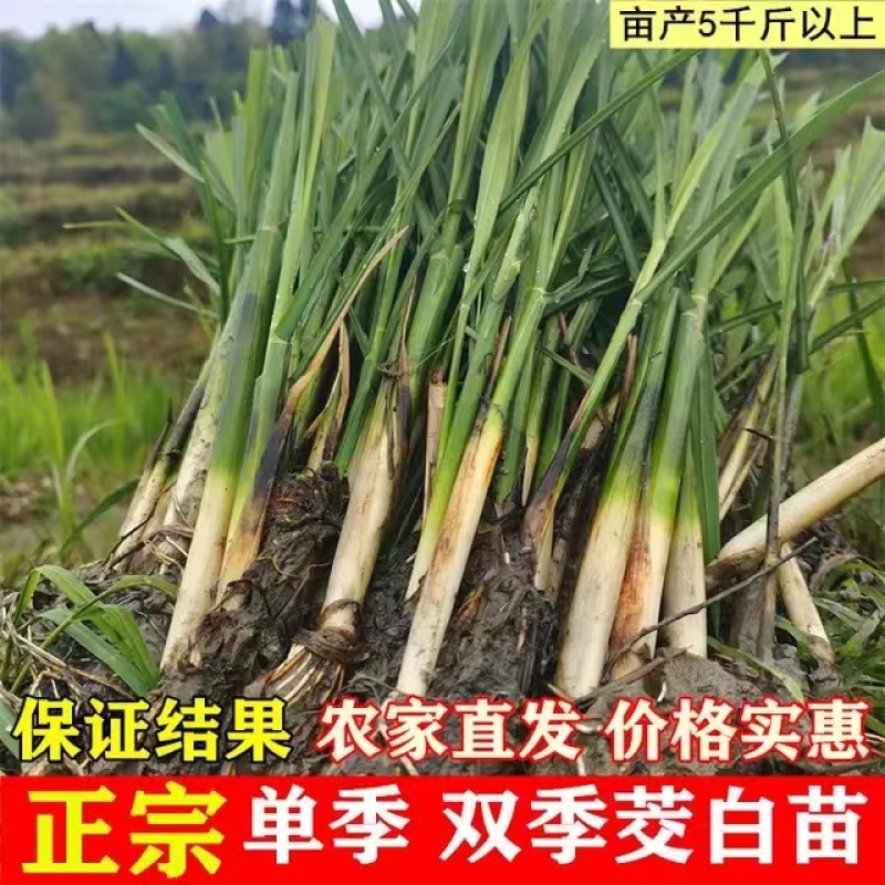 茭白苗，安徽茭白，双季茭白，产地直发品质优良
