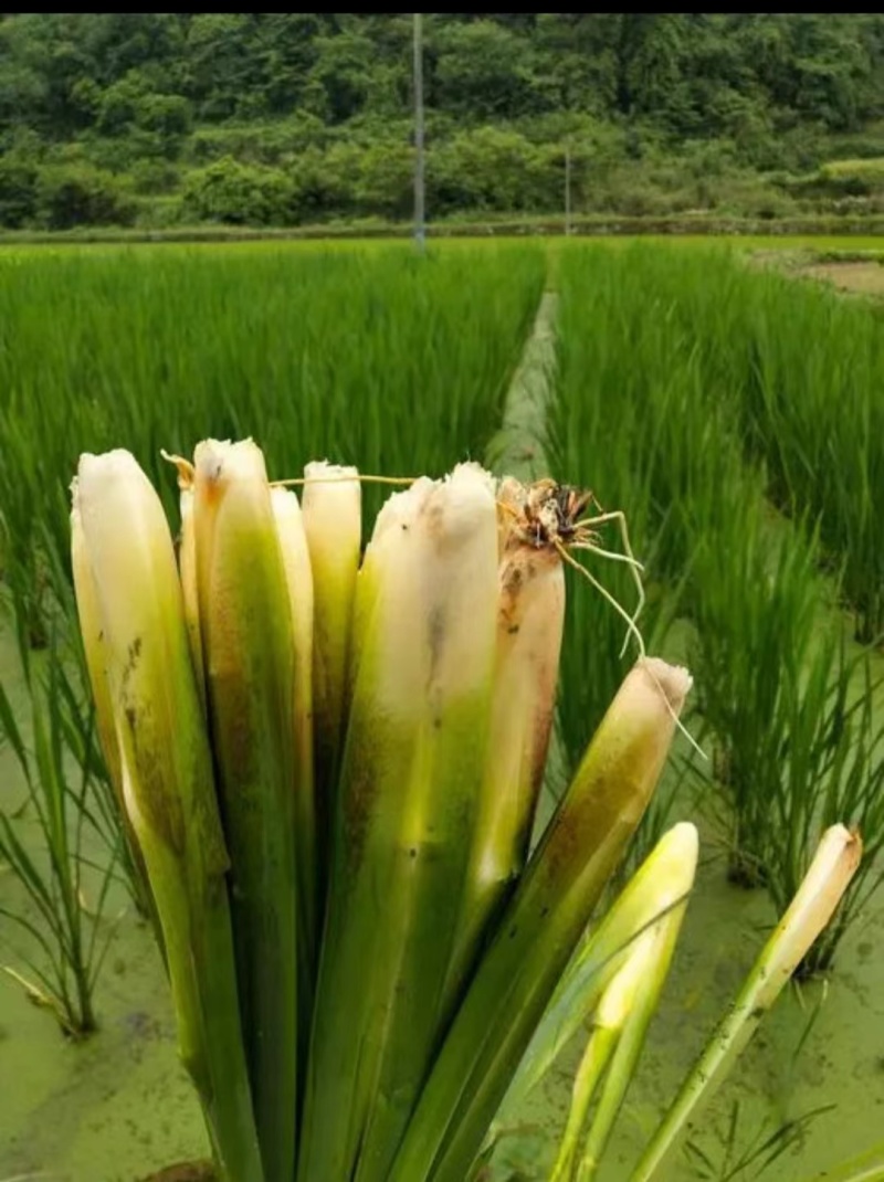 茭白苗，安徽茭白，双季茭白，产地直发品质优良