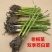 茭白苗，安徽茭白，双季茭白，产地直发品质优良