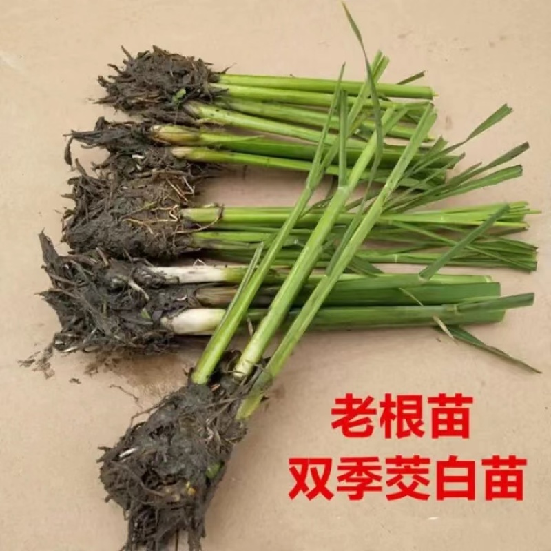 茭白苗，安徽茭白，双季茭白，产地直发品质优良