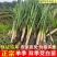 茭白苗，安徽茭白，双季茭白，产地直发品质优良