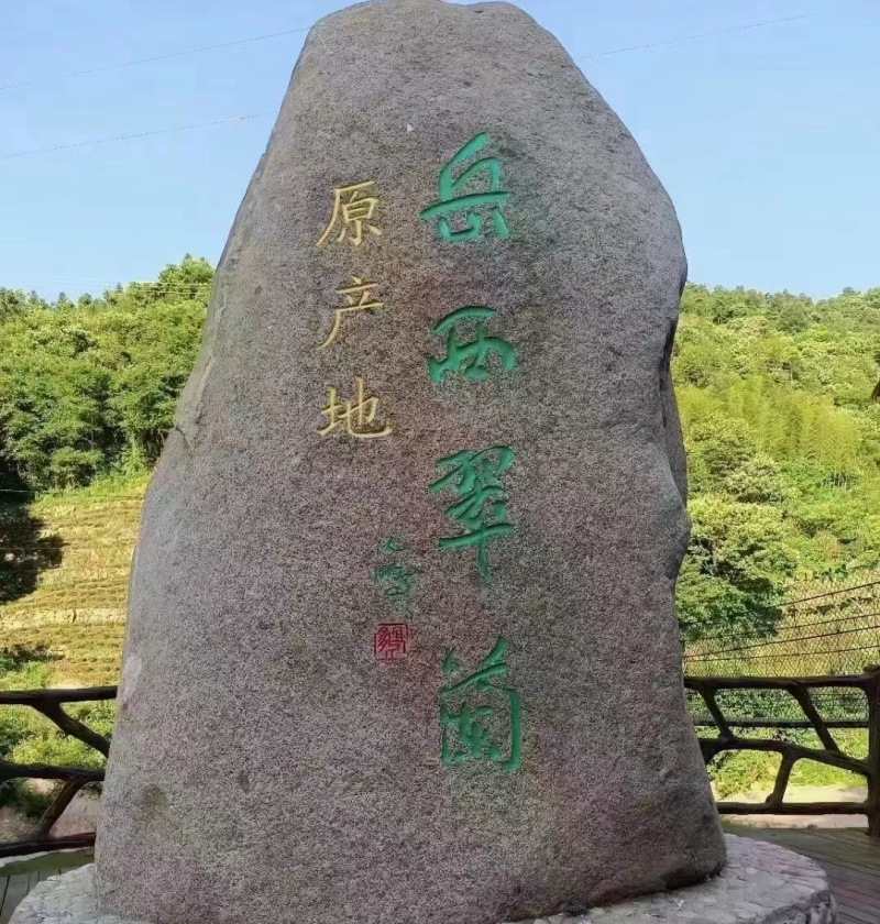 岳西翠兰，精品岳西石关高山茗茶，常年有货，欢迎采购
