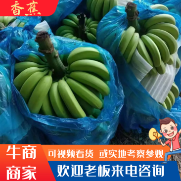 【优选】云南香蕉，产地现摘现发，量大价优，一件代发