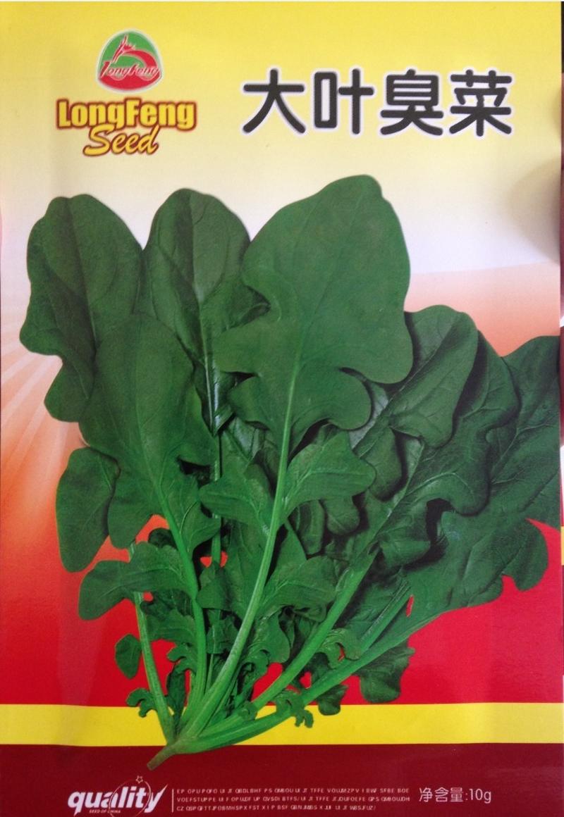大叶芝麻菜种子味道浓郁臭菜生长速度快四季种植