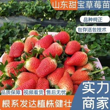 【实力】甜宝草莓苗脱毒苗量大优惠保证品种签约发货