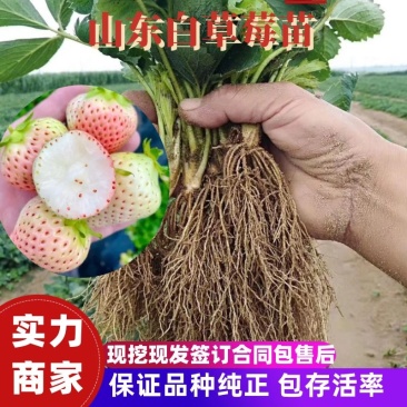 【实力】白雪公主草莓苗，品种齐全一手货源保证质量，