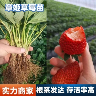 【实力】章姬草莓苗脱毒苗存活率高品种纯正诚信经营