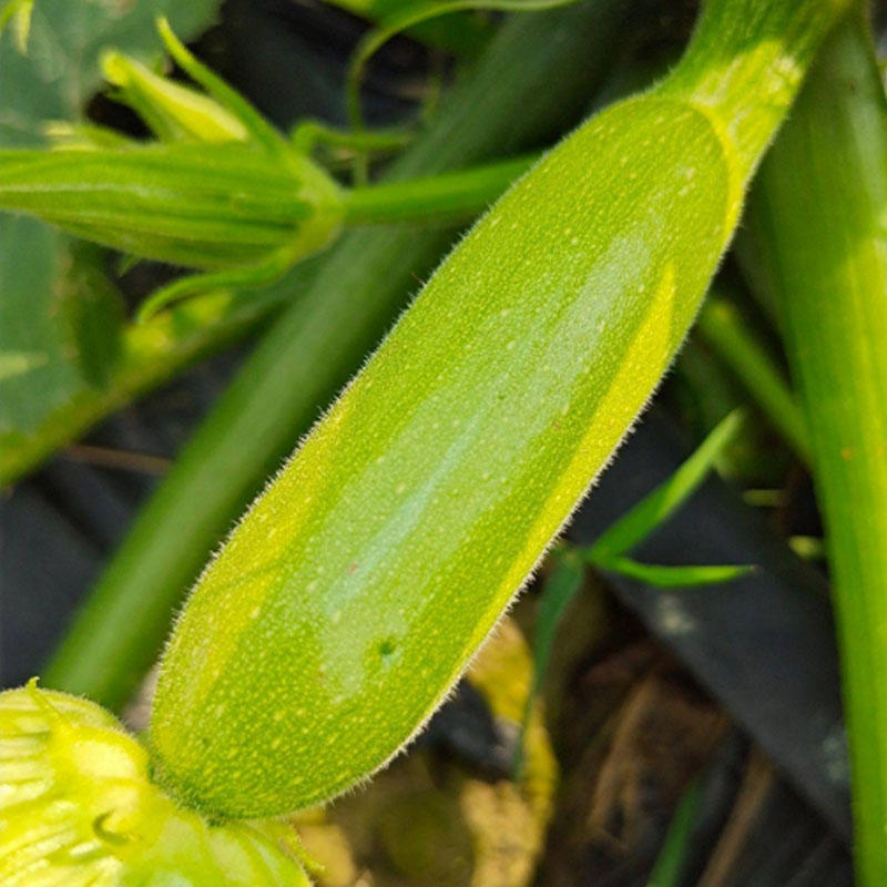 西葫芦种子油亮型早熟膨胀快绿皮耐高温抗逆能力强丰产