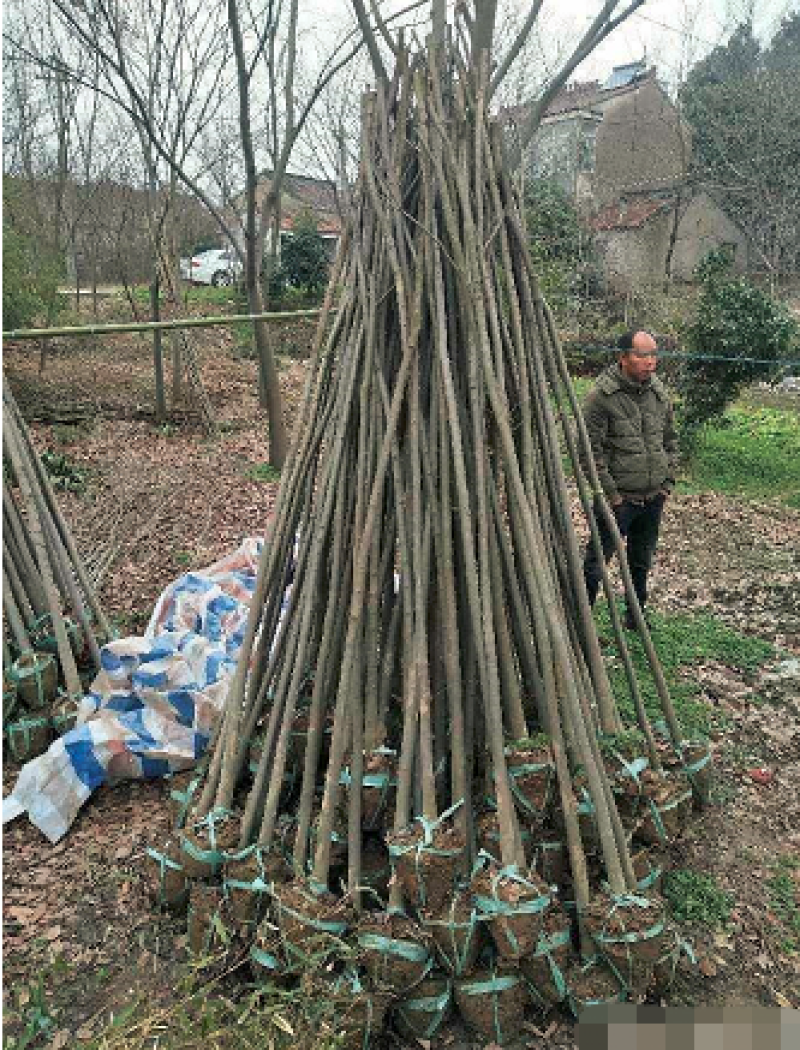 榉树，2公分榉树苗，红榉树造林江苏榉树基地农户种植