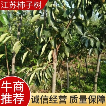 柿子树，江苏柿子树，基地发货，对接大型批发商，欢迎联系