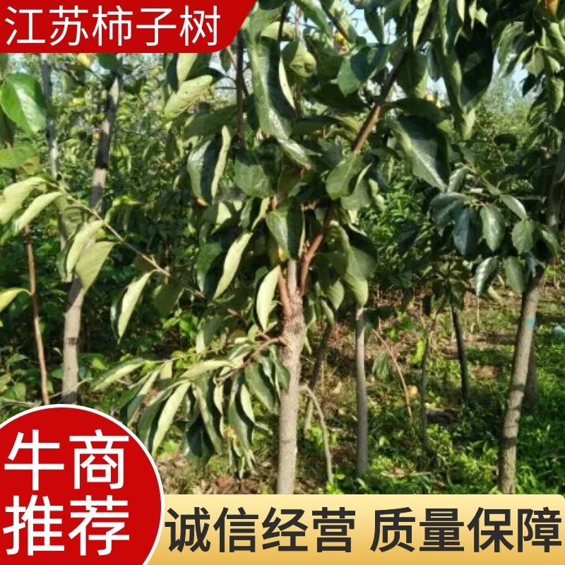 柿子树，江苏柿子树，基地发货，对接大型批发商，欢迎联系