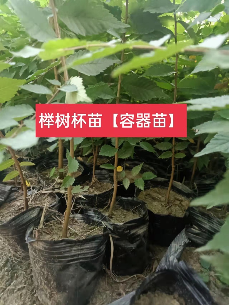 杯苗榉树杯苗容器苗高度70公分-1.2米苗圃发货