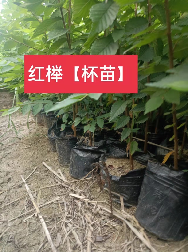 杯苗榉树杯苗容器苗高度70公分-1.2米苗圃发货