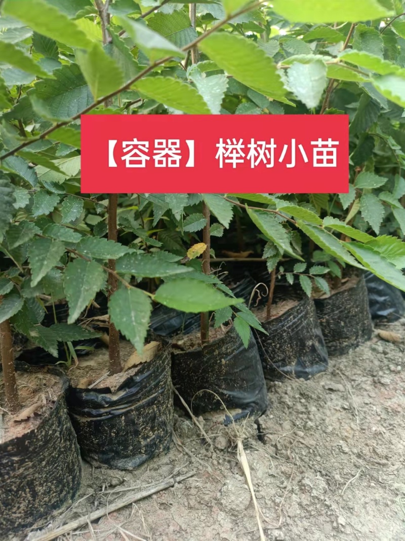 杯苗榉树杯苗容器苗高度70公分-1.2米苗圃发货