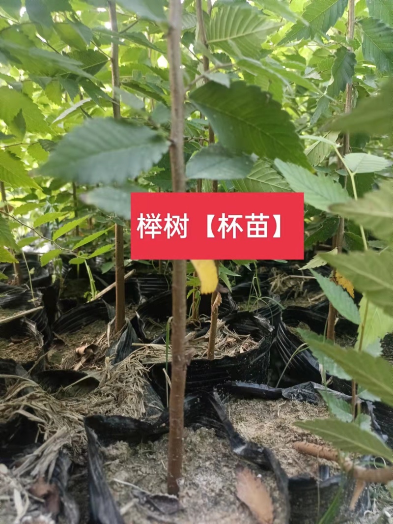 杯苗榉树杯苗容器苗高度70公分-1.2米苗圃发货