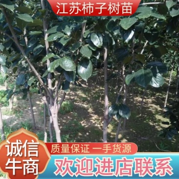 柿子树苗2一5公分，货源充足，江苏徐州，产地发货质量好