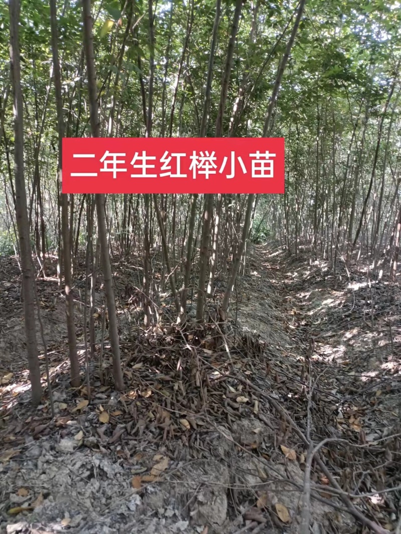 【榉树】二年生榉树苗，绿化造林用苗，苗圃栽植，庭院栽植