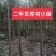 【榉树】二年生榉树苗，绿化造林用苗，苗圃栽植，庭院栽植