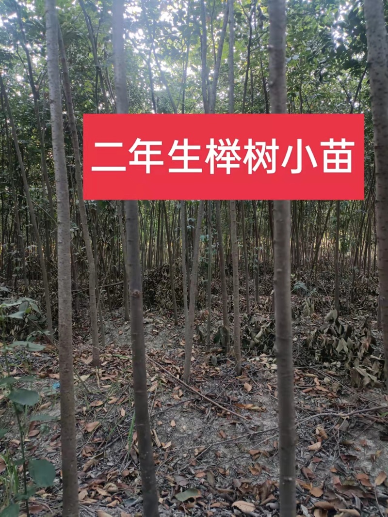 【榉树】二年生榉树苗，绿化造林用苗，苗圃栽植，庭院栽植