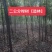【榉树】二年生榉树苗，绿化造林用苗，苗圃栽植，庭院栽植