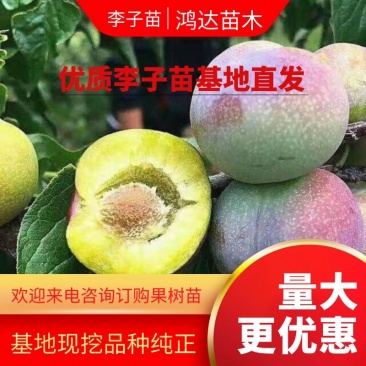 【基地培育】五月脆李子苗凤凰李苗五月脆李树苗