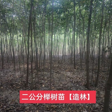 榉树，2公分榉树苗，红榉树造林江苏榉树基地农户种植