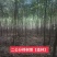 榉树，2公分榉树苗，红榉树造林江苏榉树基地农户种植