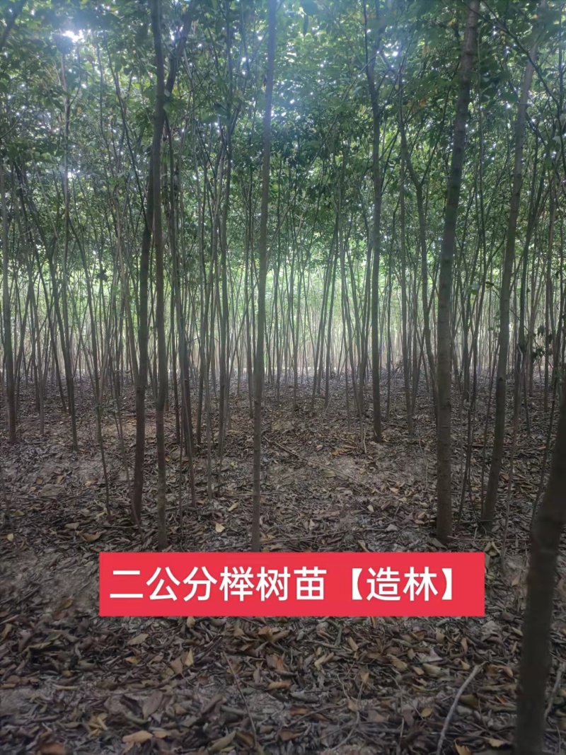 榉树，2公分榉树苗，红榉树造林江苏榉树基地农户种植