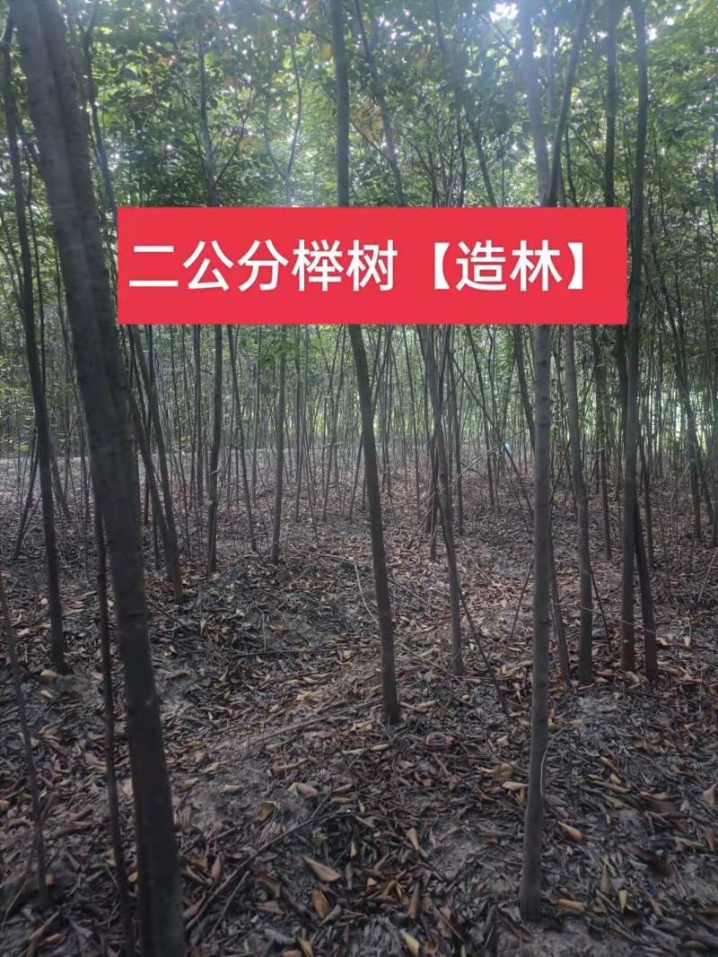 榉树，2公分榉树苗，红榉树造林江苏榉树基地农户种植