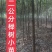 榉树，2公分榉树苗，红榉树造林江苏榉树基地农户种植