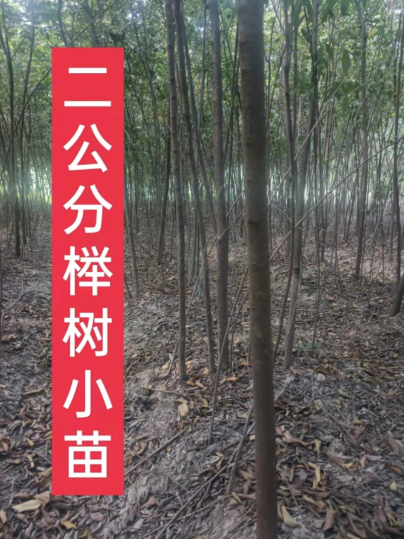 榉树，2公分榉树苗，红榉树造林江苏榉树基地农户种植