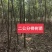 榉树，2公分榉树苗，红榉树造林江苏榉树基地农户种植