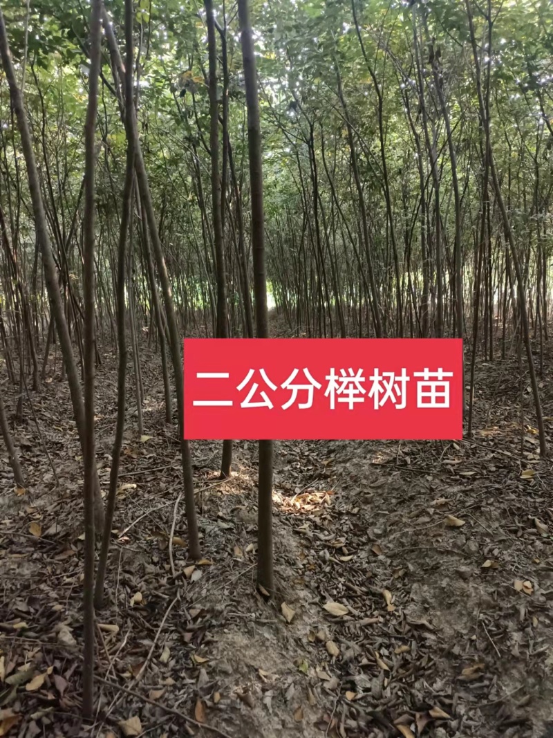 榉树，2公分榉树苗，红榉树造林江苏榉树基地农户种植