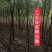 榉树，2公分榉树苗，红榉树造林江苏榉树基地农户种植