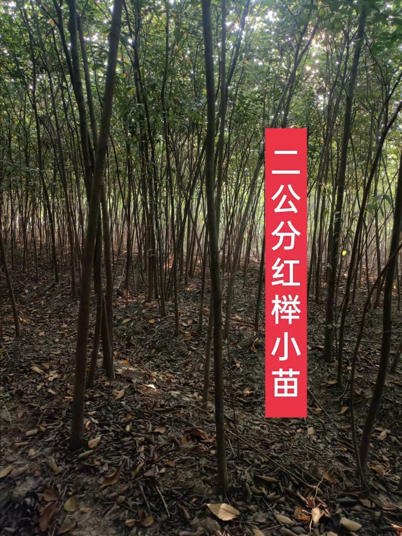 榉树，2公分榉树苗，红榉树造林江苏榉树基地农户种植