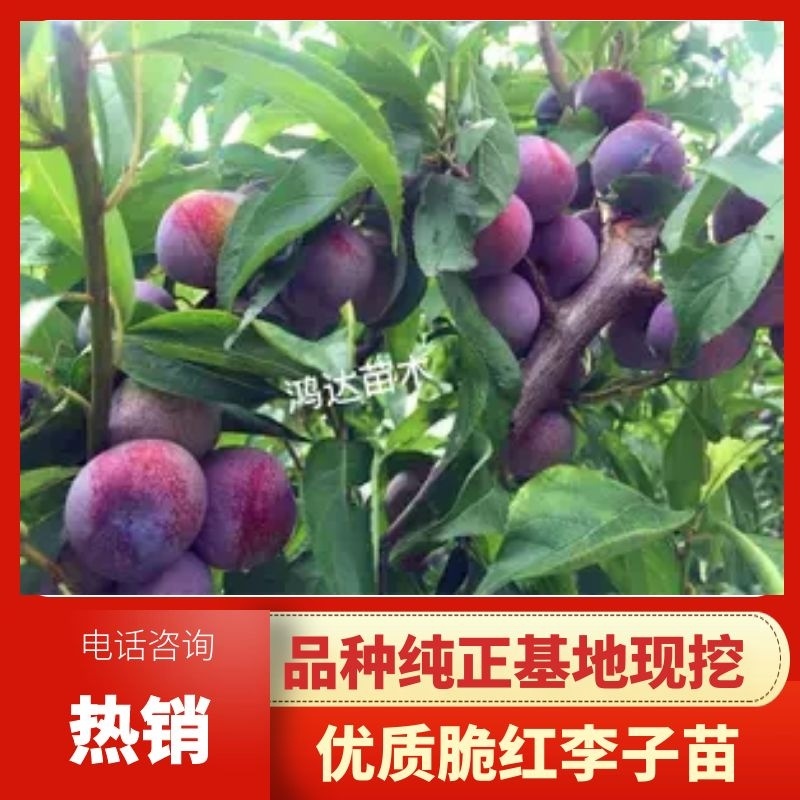 【结果快】脆红李子苗四川清脆嫁接李子苗，结果快大