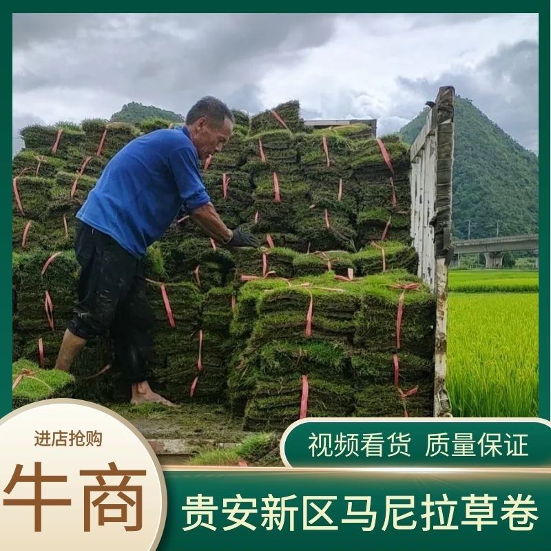 【诚信商家】江西宜春大量马尼拉草皮上市，量大从优欢迎定购！